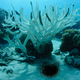 Image for article titled Relieved Ecologists Announce Rising Sea Levels Were Due To Clump Of Hair Clogging Drain At Bottom of Ocean